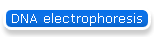 DNA electrophoresis