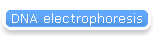 DNA electrophoresis