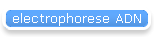 electrophorese ADN